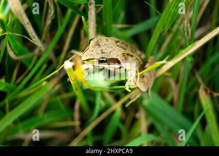 Une grenouille brune dans l'herbe verte, vue d'été Banque D'Images