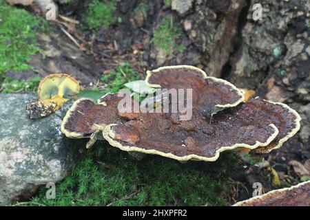 Buchwaldoboletus lignicola, le bois Bolet, parasite de plus en plus haut, de velours champignon Phaeolus schweinitzii Banque D'Images