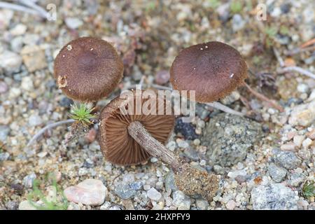 Inocybe lacera, communément connue sous le nom de champignons sauvages, fibrecap déchiré de la Finlande Banque D'Images