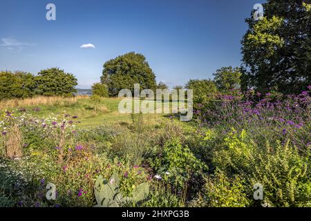 Prairie anglaise avec fleurs Banque D'Images