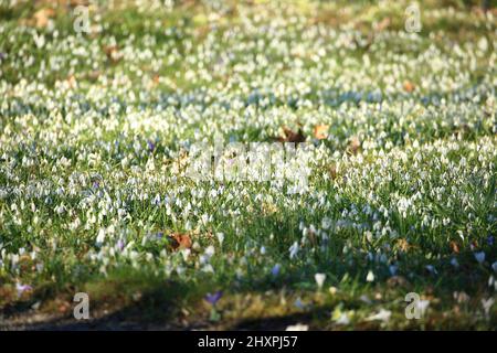 Fleurs de neige sur la prairie Banque D'Images