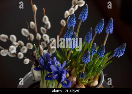 Belle composition de fleurs de printemps : Muscari, saule (Salix carea) Banque D'Images