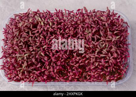 Amaranth micro herbes. Micro-verts de sroutage. Banque D'Images