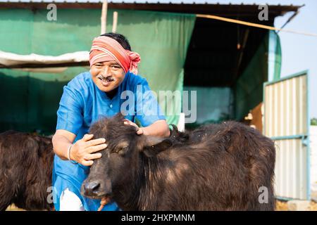 fermier laitier pétant son veau à la ferme - concept de soins, affection, entreprise agricole et fermier prospère. Banque D'Images