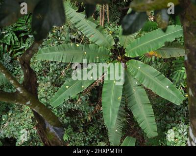 Vue imprenable sur le banana sauvage dans la forêt tropicale en Thaïlande Banque D'Images