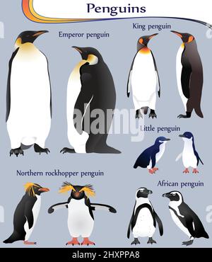 Collection de différentes espèces de pingouins en couleur image: empereur, roi, petit, africain, nord de la rockhopper Illustration de Vecteur