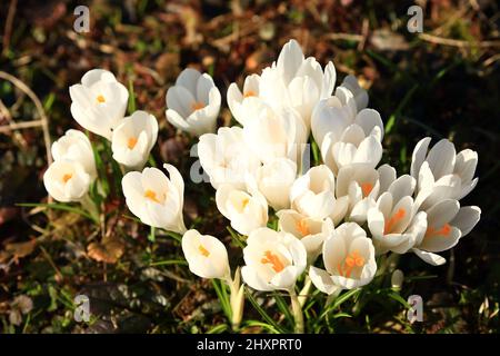 Safran au début du printemps sur la prairie Banque D'Images