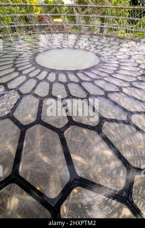 Floor of the Hive at Royal Botanic Gardens, Kew, Londres, Angleterre Royaume-Uni - Un hommage aux abeilles britanniques. 17 mètres de haut. Conçu par Wolfgang Buttress Banque D'Images