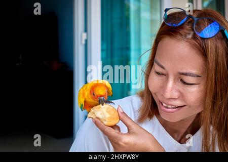 Parasoleil, parakeets, Sun conure, Aratinga solstitialis, oiseau tamé, propriétaire et animal de compagnie, alimentation, manger Banque D'Images