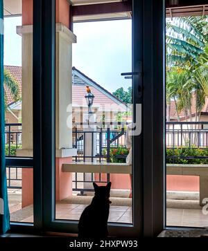 Oiseau d'observation de chat de derrière la fenêtre. Banque D'Images