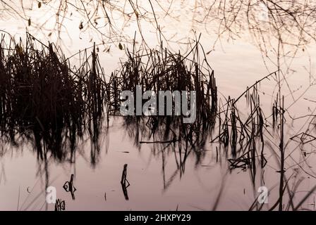 Couper les roseaux au niveau de l'eau avec réflexion dans l'eau argentée au coucher du soleil, juncus Banque D'Images