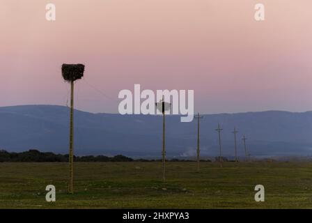 Stork in Nest sur le haut du poteau de puissance au coucher du soleil en hiver dans la rangée de poteaux de puissance d'Extremadura Banque D'Images