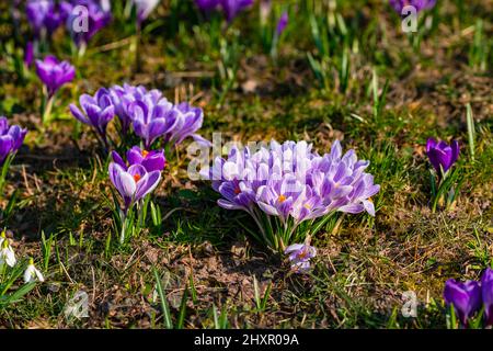 Gros plan romantique de crocuses pourpres dans l'herbe au printemps allemand Banque D'Images