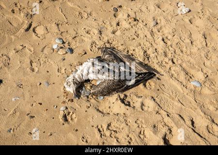 Un Goéland argenté Larus argentatus mort s'est lavé sur une plage de Norfolk Banque D'Images