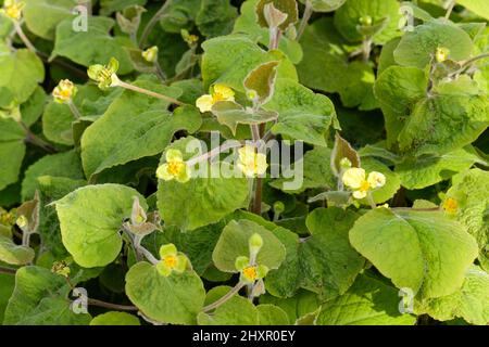 Saruma henryi, gingembre sauvage droit. Fleurs jaunes à trois pétales. Banque D'Images