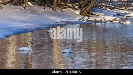 Les cygnes trompettes sur la rivière Chippewa, dans le nord du Wisconsin. Banque D'Images