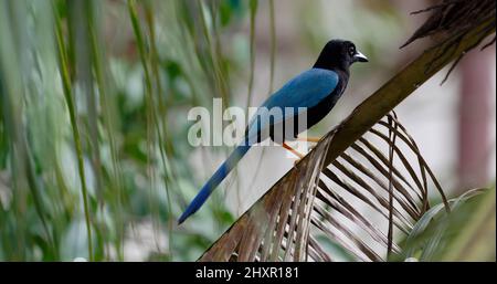 Gros plan d'un yucatan jay Banque D'Images