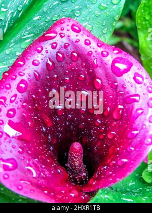 Une fleur lumineuse d'un hybride Calla Lily, couverte de gouttes d'eau après une douche à effet pluie. Banque D'Images