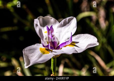 La délicate fleur blanche et pourpre d'un iris fée, Dietes Grandiflora Banque D'Images