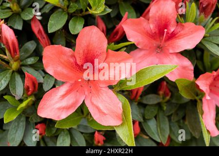 Rhododendron simsii. Fleurs rouges Azalea en croissance Banque D'Images
