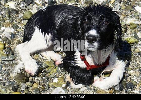 Noir et blanc humide mignon spiger spaniel puppy reposant sur le sable et les coquillages à une plage de l'océan. Banque D'Images