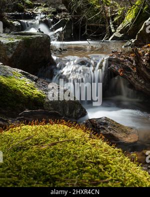 Rivière de montagne traversant une forêt et au-dessus des rochers à proximité de la Sierra de Madrid. Cascade, ruisseau, eau, nature, vert, arbres, plantes, landsca Banque D'Images