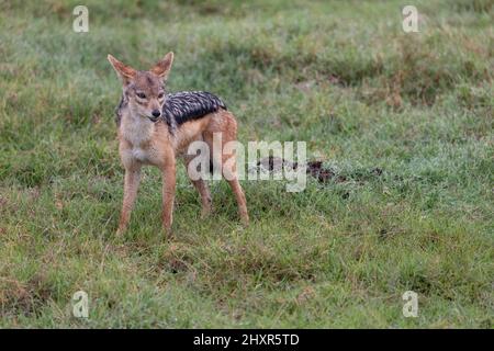 Jackal à dos noir et vigilant debout sur l'herbe à Masai Mara, Kenya Banque D'Images