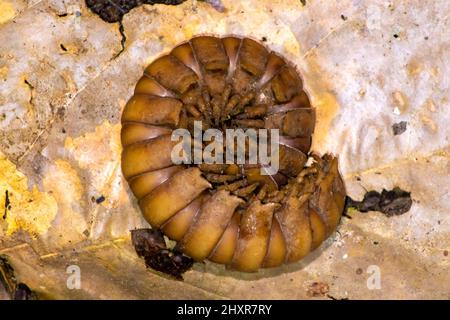 Insecte géant, grand millipede. python millipede Nyssodesmus python Banque D'Images