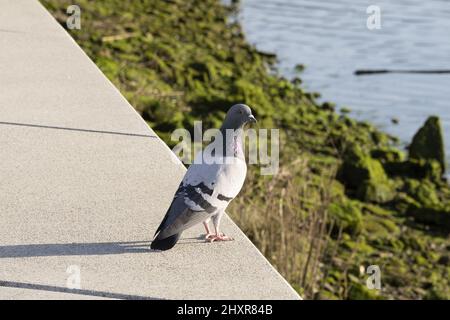 Vue latérale du corps du pigeon de roche face à face. Banque D'Images