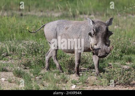 Warthog en vedette à la caméra debout dans le champ vert Banque D'Images