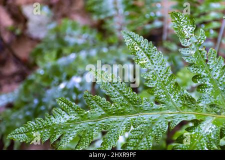 Vert, fougère, Polypodiopsida, feuille, sorus, sporangioncolonne, Banque D'Images