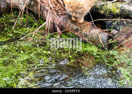 Stirling, Écosse, Royaume-Uni. 14th mars 2022. Météo au Royaume-Uni - un chat prêt à attendre une grenouille pour s'aventurer assez près pour attraper pendant une douche de pluie dans un jardin de Stirling crédit: Kay Roxby/Alay Live News Banque D'Images