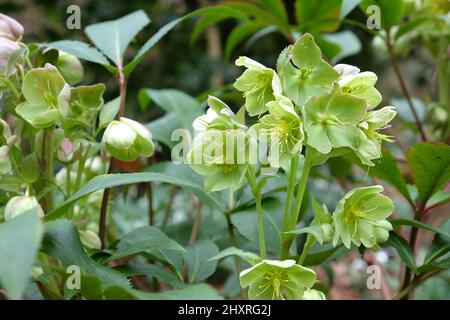 hybridÕ de Helleborus sternii ÔStern en fleur Banque D'Images