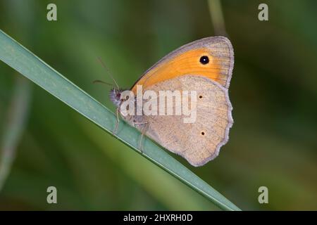 Petite lande de papillons, Coenonympha pamphilus, assise sur une feuille verte. Banque D'Images