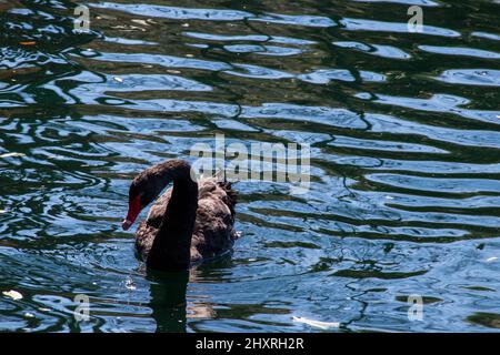 Magnifique cygne noir sur le lac Eola à Orlando Banque D'Images