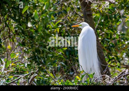 Nichant le grand aigrette blanc montrant son plumage reproducteur comme un manteau à la pataugeoire Bird Rookery à la Nouvelle-Orléans, Louisiane, États-Unis Banque D'Images