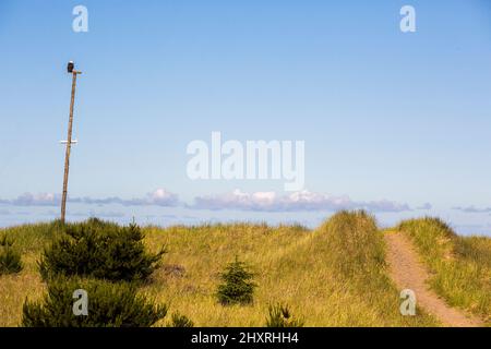 Un sentier sablonneux mène vers le haut d'une dune herbeuse avec un aigle à tête blanche à la poste Banque D'Images