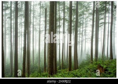Brouillard dans de grands arbres minces avec fougères Banque D'Images