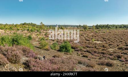 Radio Kootwijk dans la zone naturelle de Veluwe, Hoog Buurlo, Gelderland, pays-Bas *** Légende locale *** paysage, forêt, bois, arbres, automne, Banque D'Images