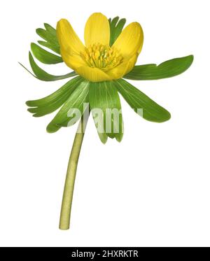 Aconite d'hiver - Eranthis hyemalis Banque D'Images