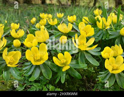 Aconite d'hiver - Eranthis hyemalis Banque D'Images