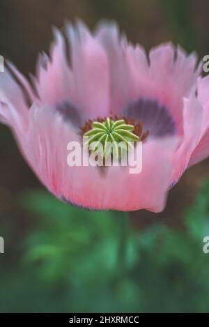 Coquelicot rose sauvage dans le jardin Banque D'Images