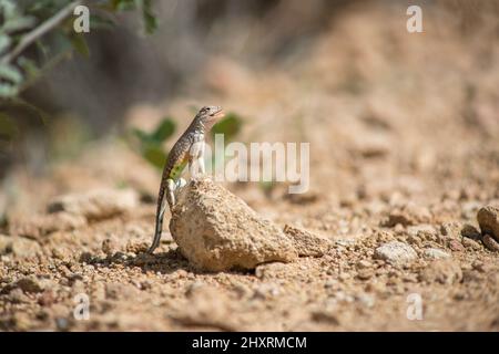 Greater Earless Lizard Big Bend National Park Texas Banque D'Images