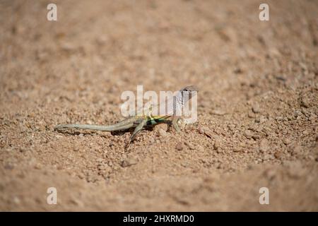 Greater Earless Lizard Big Bend National Park Texas Banque D'Images