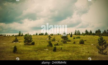 Vue panoramique sur les prairies d'été. Beau paysage au Monténégro. Zabljak, Durmitor Banque D'Images