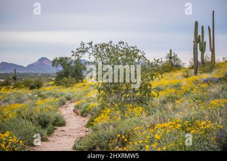 Une vue magnifique sur le paysage à Apache Junction, Arizona Banque D'Images