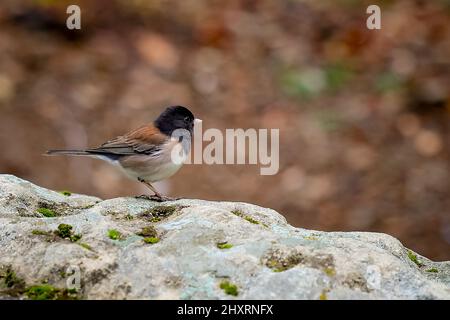 San Jose, Californie, 15th mars 2022 : le junco aux yeux sombres est une espèce de junco, un groupe de petits, grisâtres, nouveaux Bruant du monde. Cet oiseau est commun dans une grande partie de l'Amérique du Nord tempérée et dans les aires de répartition estivales loin dans l'Arctique. Il s'agit d'une espèce très variable, tout comme le corbeau de renard apparenté, et sa systématique ne sont toujours pas complètement démêlés.son nom scientifique est Junco hyemalis avec un spam de vie de 3 à 11 ans dans la nature. Seshadri SUKUMAR Banque D'Images