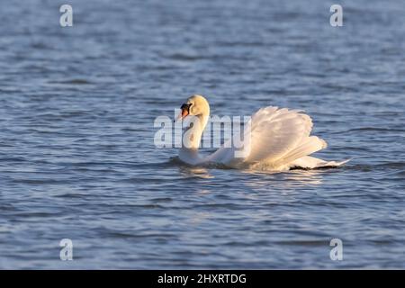 Dominant Mute Swans nageant sur le lac Balaton en Hongrie Banque D'Images