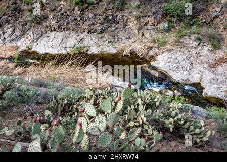 Les cactus de poire pirickly poussent à côté de la fourche du Nord qui coule Arroyo Conejo, juste au-dessus de Paradise Falls, une destination populaire de randonnée dans le sud de la Californie Banque D'Images