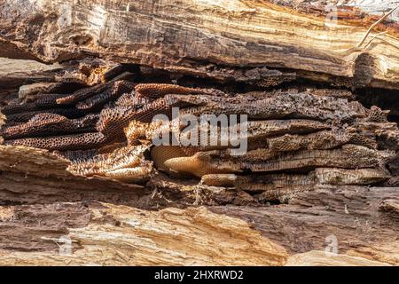 Nid d'abeille sauvage montrant la structure en nid d'abeille (ruche naturelle APIs mellifera) dans un chêne creux, Royaume-Uni Banque D'Images